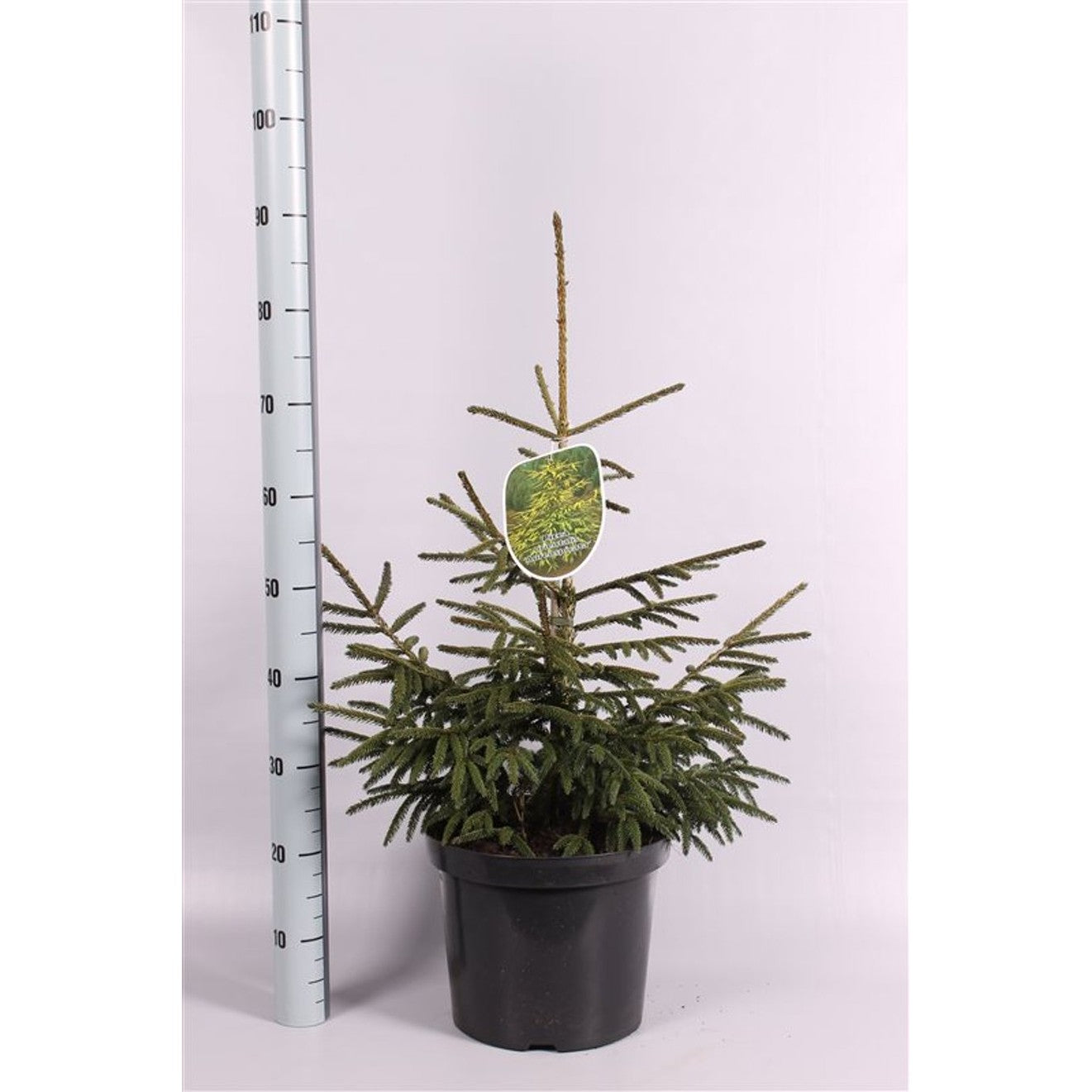 Orientgran – Picea orientalis 'Aureospicata' - C10 60-70 CM